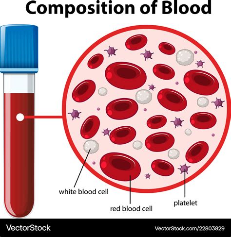 74 Blood Cells Structure And Functions Biology Notes