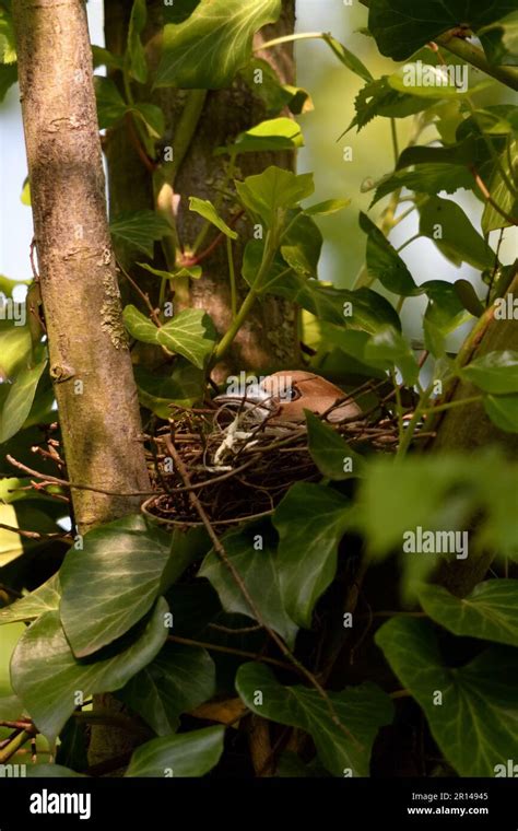 patiently breeding... Hawfinch ( Coccothraustes coccothraustes ), female on nest Stock Photo - Alamy