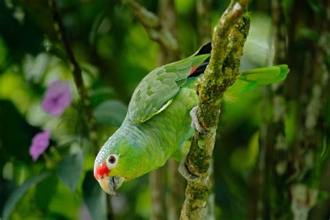 Amazon Parrot Care Guide - Types, Lifespan & More » Petsoid