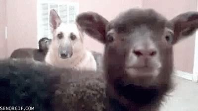 Funny Animals Goats GIF - FunnyAnimals Goats Meeee - Discover & Share GIFs