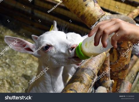 Goat drinks milk from a bottle. Feeding little goat. White baby goats ...