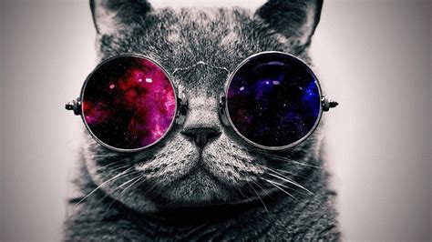 Cat Wearing Glasses Wallpapers - Top Free Cat Wearing Glasses ...