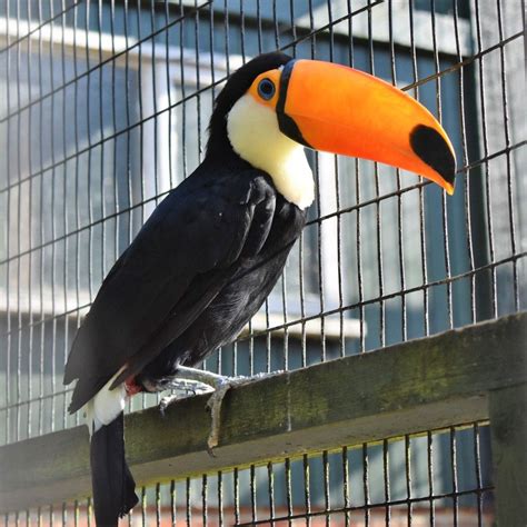 Birdworld, Farnham | Day trips, Farnham, Trip