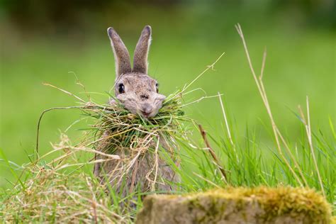 Brown rabbit eating grass during daytime, food, animals, rabbits HD wallpaper | Wallpaper Flare