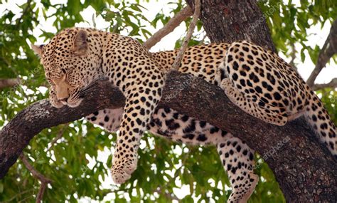 Leopard sleeping on the tree Stock Photo by ©hedrus 6949000