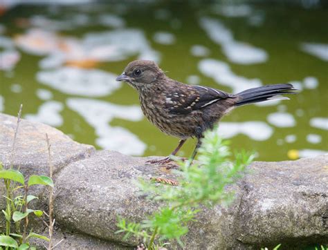 SpottedTowheep