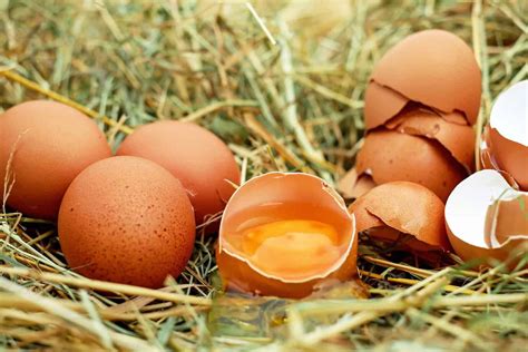 What to Feed Chickens for Strong Eggs | Essential Homestead - DBLDKR