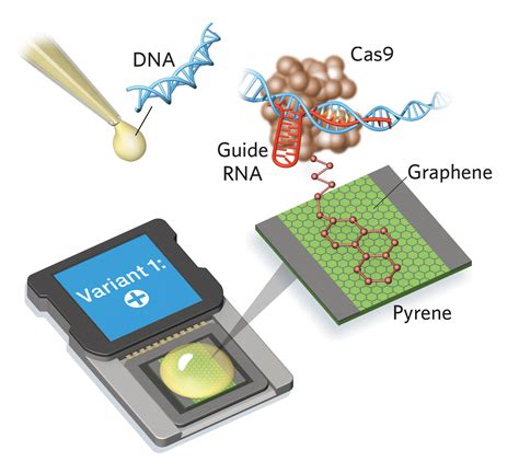 Infographic: DNA Detection with a Chip | The Scientist Magazine®