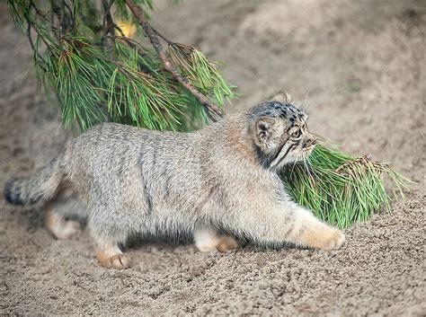 What Animals Live In Tibet? - WorldAtlas