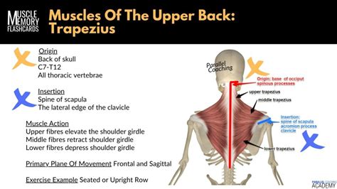 Origin and Insertion of The Trapezius - Muscle Memory Flashcard