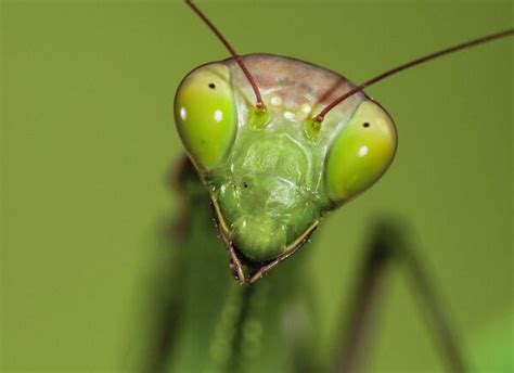 head of a praying mantis | College of Natural & Agricultural Sciences