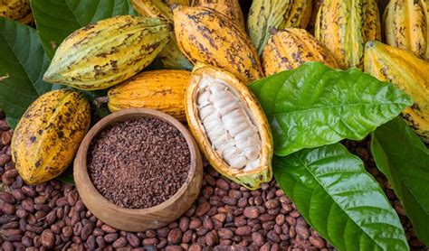 Cacao Beans: Health Benefits and Ways To Use – Healthy Blog