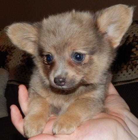 Chihuahua/Pomeranian mix puppies for Sale in Braceville, Ohio Classified | AmericanListed.com