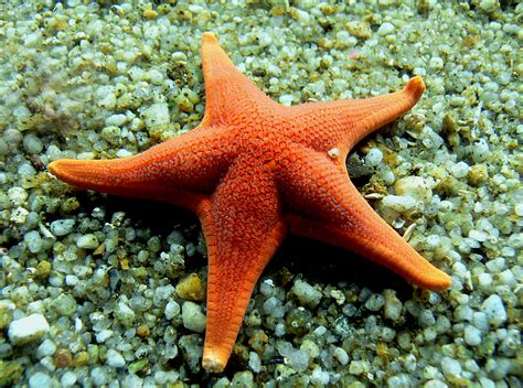 Free Images : orange, fish, fauna, starfish, coral reef, invertebrate, volvob12b, organism ...