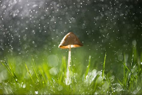 Rainy Nature Wallpapers - Top Free Rainy Nature Backgrounds - WallpaperAccess