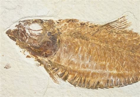 Nice Knightia Alta Fossil Fish For Sale (#10891) - FossilEra.com