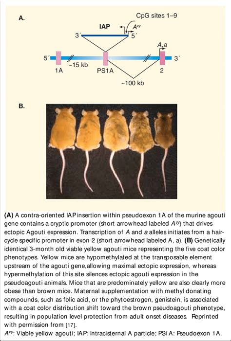 The viable yellow agouti (A vy ) mouse model. | Download Scientific Diagram