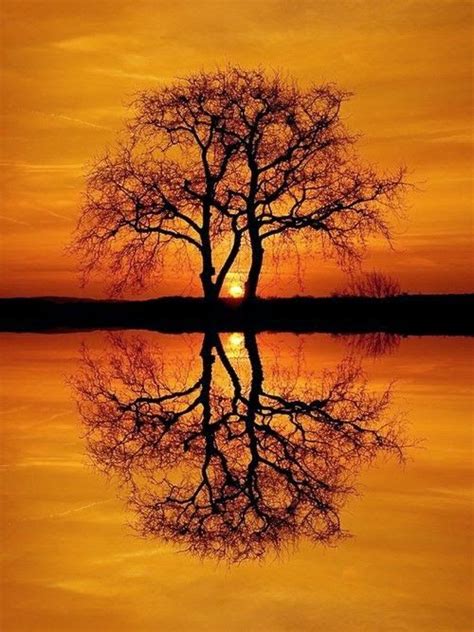 Sunset silhouette photography ~ Dreamy Nature | Nature photography ...