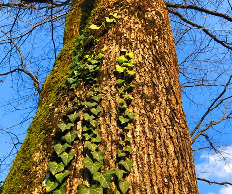 English Ivy | N.C. Cooperative Extension