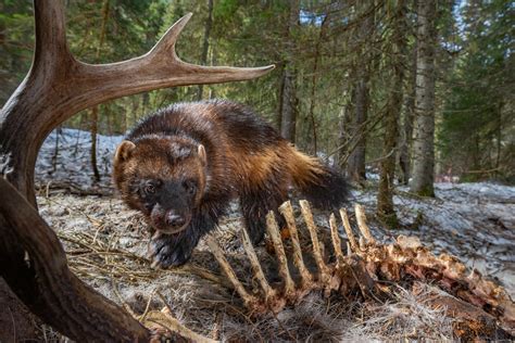 Wolverines battle to survive as climate change poses a new threat