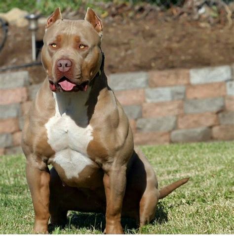 Victoria Secret of Bossy Kennels | Bully breeds dogs, Pitbull puppies, Pitbull terrier