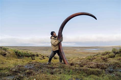 A woolly mammoth's tusk is unearthed from a Siberian riverbed : pics