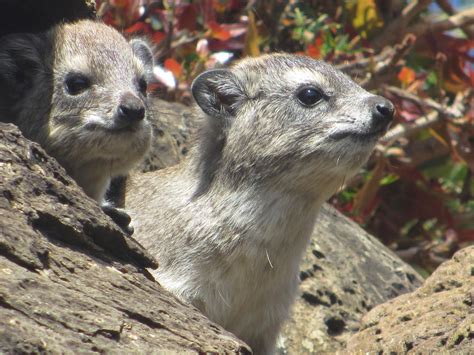 Cannundrums: Hyrax