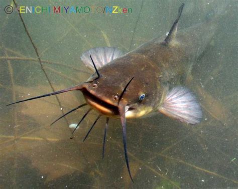 brown bullhead catfish pictures | images of brown bullhead catfish ...