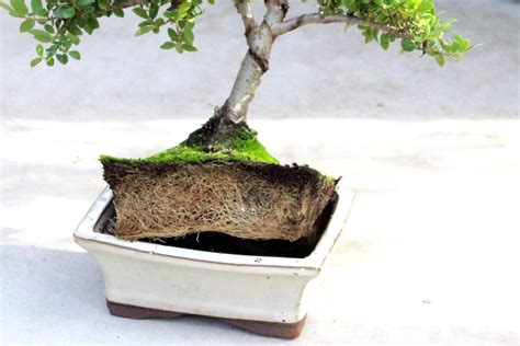 Watering Bonsai; how to water your trees - Bonsai Empire