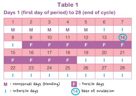 Menstrual Cycle Calendar