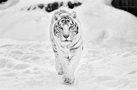 خلفيات النمر الأبيض روعة , اجمل صور النمر متحركة , HD Snow Tiger Wallpapers | صقور الإبدآع