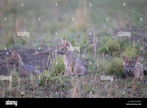 Bat Eared Fox Pups Stock Photo - Alamy