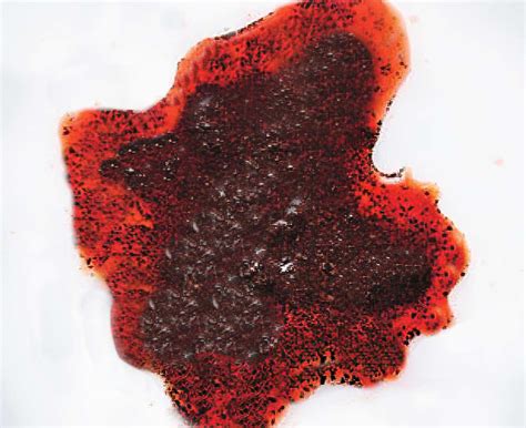 Pictures of Dog Vomit with Blood, Explained By a Veterinarian