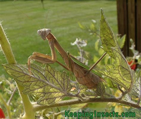 Chinese Mantis – Keeping Insects