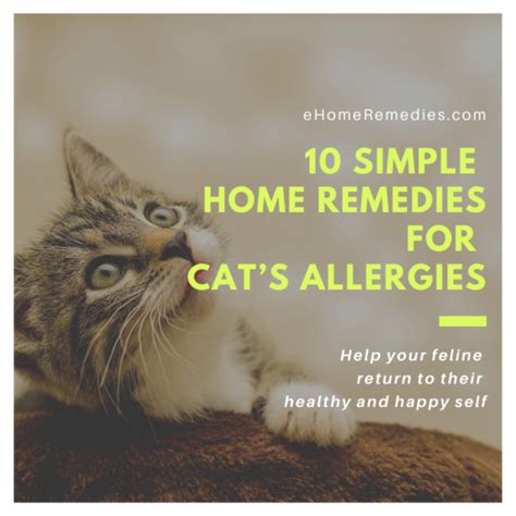 10 Home Remedies For Cat's Allergies