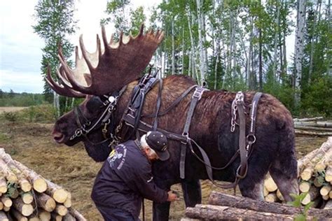 Moose doubles as Minnesota Clydesdale? | The Spokesman-Review