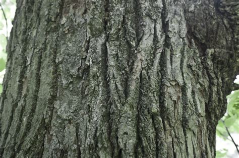 American Basswood Bark Detail | ClipPix ETC: Educational Photos for ...