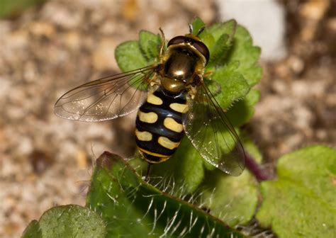 Focus On Wildlife: Garden Hoverflies