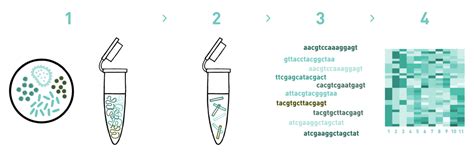 Metagenomics service | AllGenetics