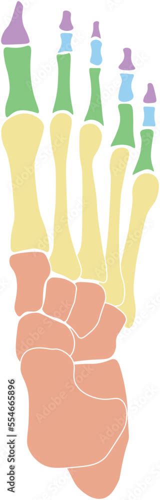 Bones of Foot Colored (Tarsals, Metatarsals, Phalanges) Stock Vector | Adobe Stock