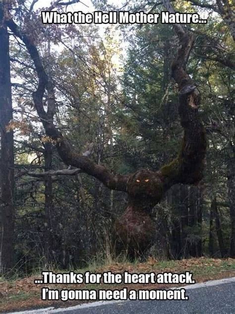 Pin by Ross Bailey on Terrible Puns and Memes | Weird trees, Unique trees, Tree