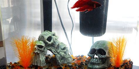 Halloween Themed Betta Tank Inspiration | Bettafish.org