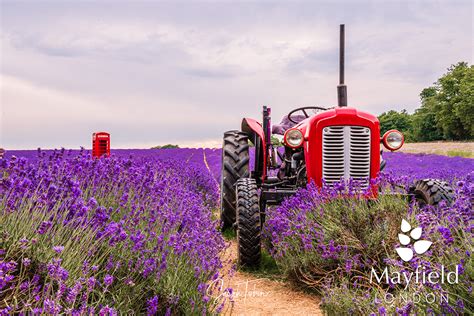 Mayfield Lavender – Mayfield Lavender Farm, Surrey