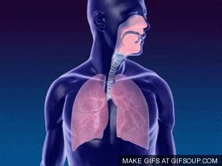 breathing gif - Google Search | Breathing gif, Respiratory system anatomy, Respiratory system