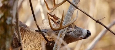 Deer Scrape & Deer Sign (how to identify & decode deer signs)