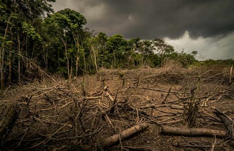 Neuer WWF-Report: EU für 16 Prozent der globalen Regenwald-Zerstörung verantwortlich - WWF ...