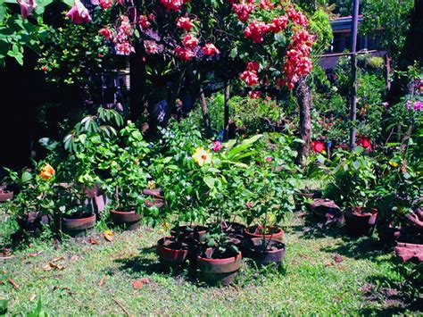 Hidden Valley Hibiscus Worldwide ~ Hibiscus Garden in the Philippines