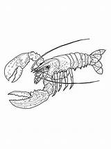 Kids N Funcom  Coloring Page Lobster sketch template