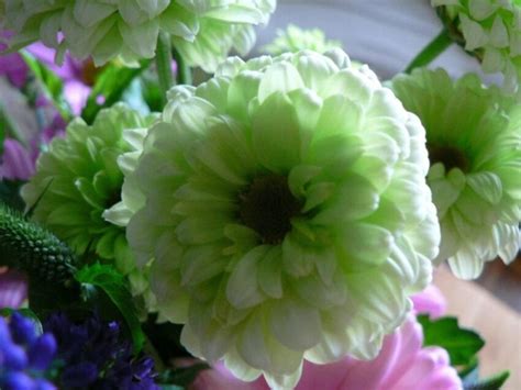 Free picture: white, green, flower