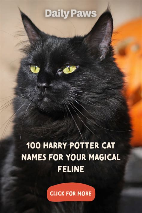 100 Harry Potter Cat Names for Your Magical Feline